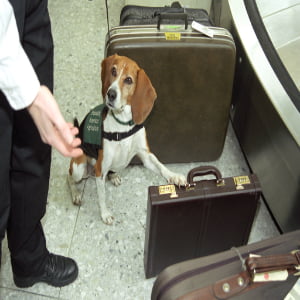 Executive Travel Security Kit — Pro