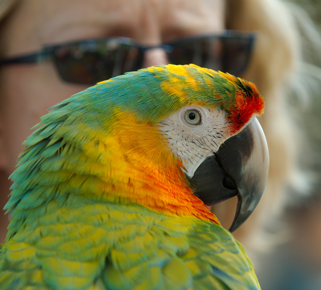 Sunglasses Camera — 1080p